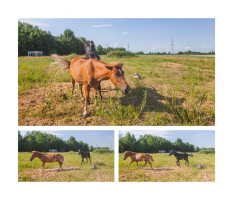 Parduodamas  sklypas Zubrio g.29, Rėkyvos k., Šiaulių r. sav., 15.18 a ploto 19