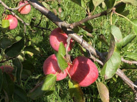 Parduodamas namas Balsių Sodų 10-oji g., Balsiai, Vilniaus m., Vilniaus m. sav., 72.28 m² ploto 4 kambariai 11