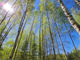 Parduodamas  sklypas Luokesos g., Alksniškių k., Molėtų r. sav., 13.49 a ploto 10