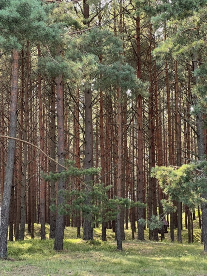 Parduodamas namas Kuršių tak., , Palangoje, 80 kv.m ploto 23