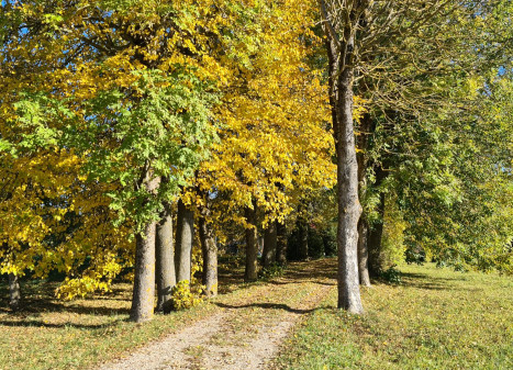 Parduodamas namas Bačiūnų g., Rėkyvos k., Šiaulių r. sav., 106.14 m² ploto 3 kambariai