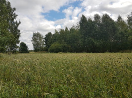 Parduodamas sklypas Klickų k., Panevėžio r. sav., 430 a ploto 14