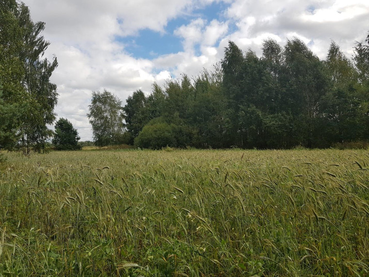 Parduodamas sklypas Klickų k., Panevėžio r. sav., 430.00 a ploto 14