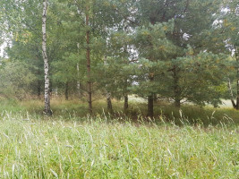 Parduodamas sklypas Klickų k., Panevėžio r. sav., 430 a ploto 8