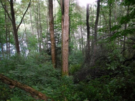 Parduodamas sklypas Žąsinų k., Švenčionių r. sav., 300 a ploto 5
