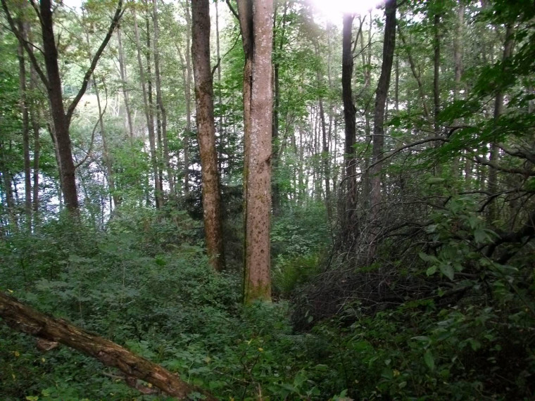 Parduodamas sklypas Žąsinų k., Švenčionių r. sav., 300 a ploto 5
