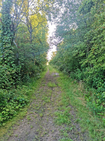 Parduodamas sklypas Pakalnės g., Kvietinių k., Klaipėdos r. sav., 426 a ploto 11