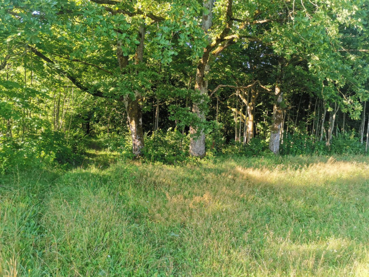 Parduodamas sklypas Pakalnės g., Kvietinių k., Klaipėdos r. sav., 426 a ploto 7