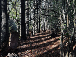 Parduodamas namas Viltrakių k., Šakių r. sav., 49 m2 ploto 5