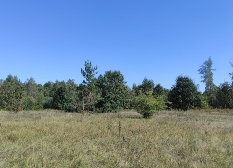 Parduodamas sklypas Paviešinčių k., Kupiškio r. sav., 12.00 a ploto