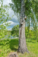 Parduodamas namas Senojo Daugėliškio k., Ignalinos r. sav., 108 m2 ploto, 1 aukštai 2