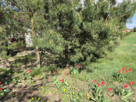 Parduodamas namas Pašilių k., Molėtų r. sav., 105.00 m² ploto 3 kambariai 19