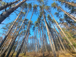 Parduodamas namas Pušyno g., Asmalų k., Utenos r. sav., 83 m² ploto 3 kambariai 33