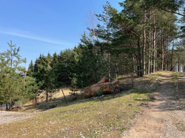 Parduodamas kitos paskirties sklypas Verknės g., Aukštadvario mstl., Trakų r. sav., 113 a ploto 12