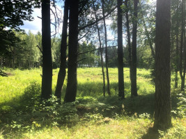 SODYBA ANT LUODŽIO EŽERO KRANTO SU ATRAKCIONAIS MEDŽIUOSE (dar nepastatyta) 9