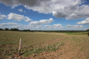 Parduodamas sklypas Varpėnų g., Marviliaus k., Jonavos r. sav., 52.3 a ploto 5