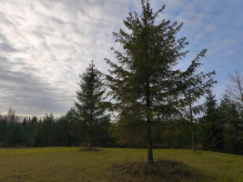 Parduodamas namas Papartynės k., Rokiškio r. sav., 73.00 m² ploto 2 kambariai 7