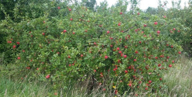 Parduodamas  sklypas Kalnuvėnų k., Klaipėdos r. sav., 6 a ploto 2