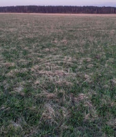 Parduodamas  sklypas Jokūbavo k., Kretingos r. sav., 17 a ploto 2