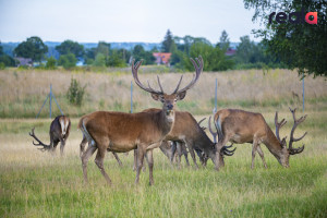 Parduodamas rąstinis namelis 