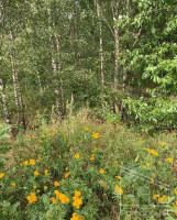 Parduodamas  sklypas Gerduvėnų k., Klaipėdos r. sav., 25 a ploto 1