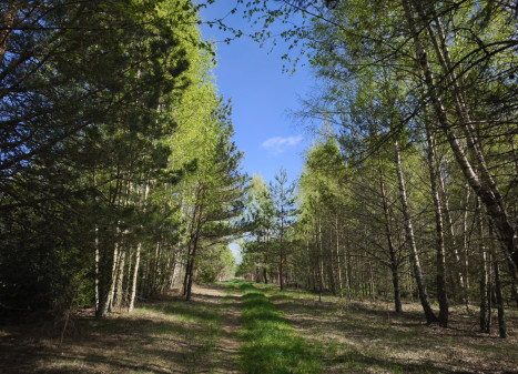Parduodamas sklypas Pabaldiškio k., Molėtų r. sav., 443.00 a ploto