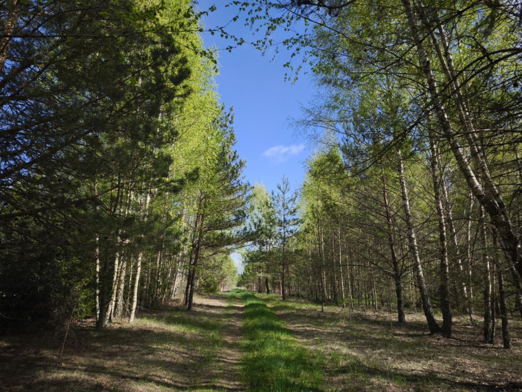 Parduodamas sklypas Pabaldiškio k., Molėtų r. sav., 443.00 a ploto 1