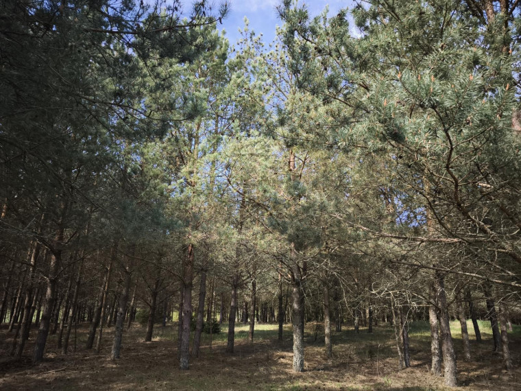 Parduodamas sklypas Pabaldiškio k., Molėtų r. sav., 443.00 a ploto 5