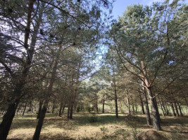 Parduodamas sklypas Pabaldiškio k., Molėtų r. sav., 443.00 a ploto 6