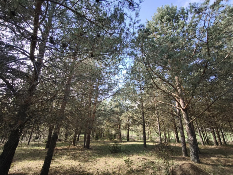 Parduodamas sklypas Pabaldiškio k., Molėtų r. sav., 443.00 a ploto 6