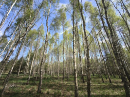 Parduodamas sklypas Pabaldiškio k., Molėtų r. sav., 443.00 a ploto 7