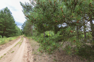 Parduodamas  sklypas Mučiūnų k., Panevėžio r. sav., 200 a ploto 9
