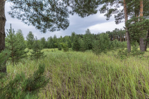 Parduodamas  sklypas Mučiūnų k., Panevėžio r. sav., 200 a ploto 15