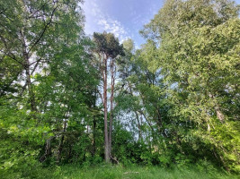 Parduodamas sklypas Zokorių k., Zarasų r. sav., 534 a ploto 7