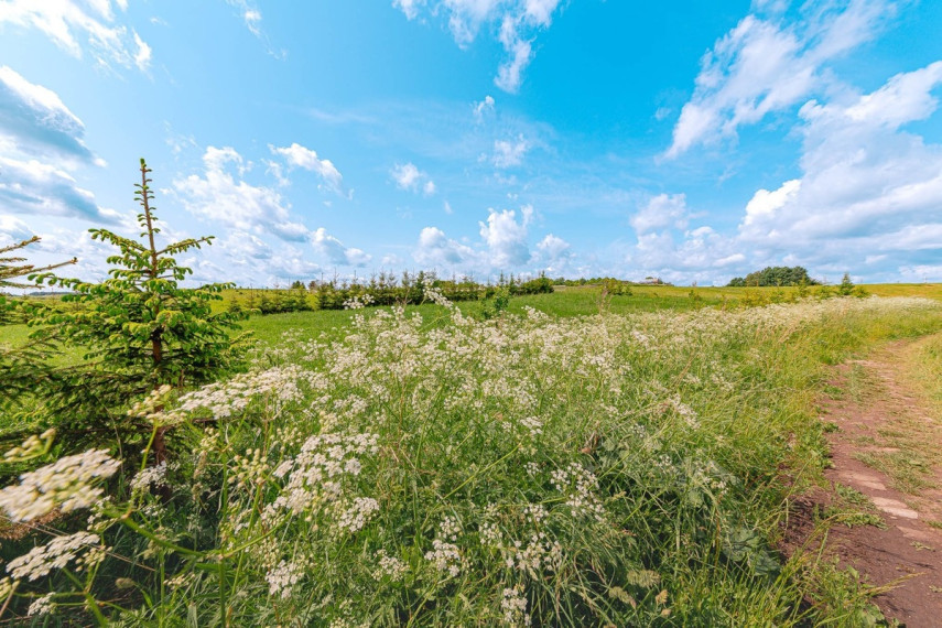 Parduodamas  sklypas Paežerės k., Telšių r. sav., 33.6 a ploto 11