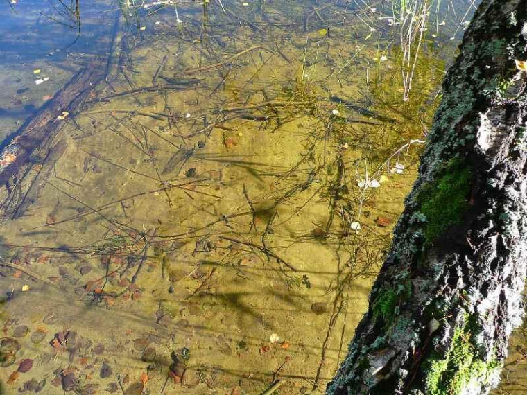 Parduodamas sklypas Limino k., Ignalinos r. sav., 3.07 a ploto 13