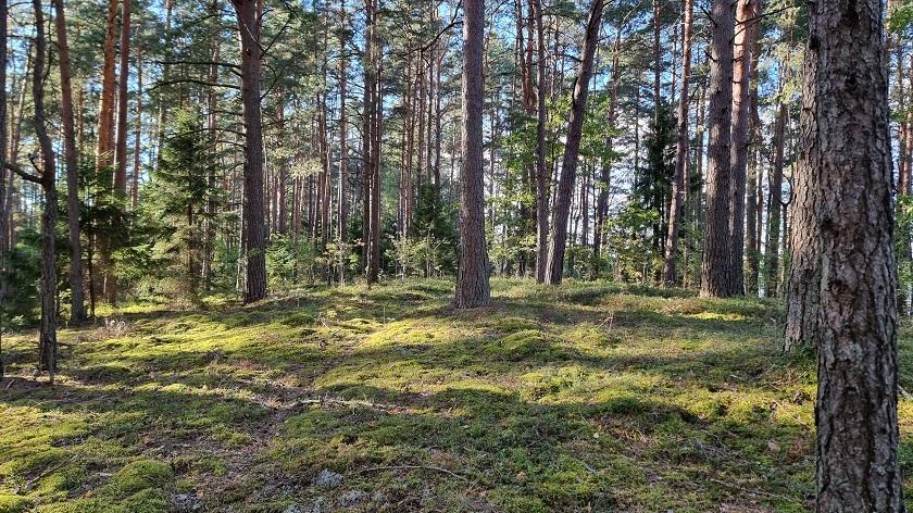 Parduodamas sklypas Limino k., Ignalinos r. sav., 3.07 a ploto 17