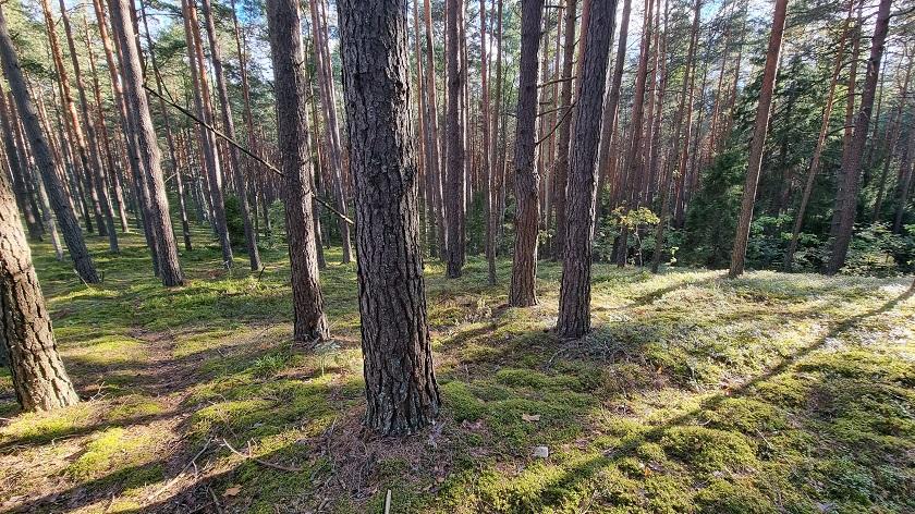 Parduodamas sklypas Limino k., Ignalinos r. sav., 3.07 a ploto 19