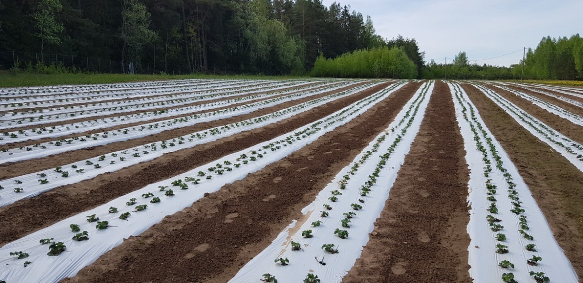 Parduodamas  sklypas Kelmės r. sav., Pavėžupio k., -, 507 a ploto 15