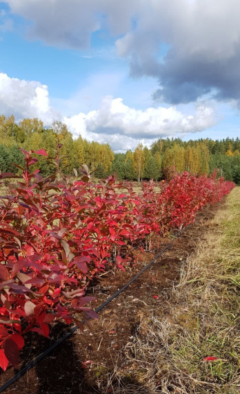 Parduodamas  sklypas Kelmės r. sav., Pavėžupio k., -, 507 a ploto 17