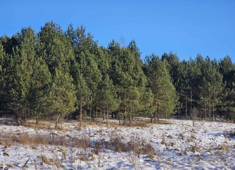 Parduodamas sklypas Ažuprūdžio k., Utenos r. sav., 97.00 a ploto