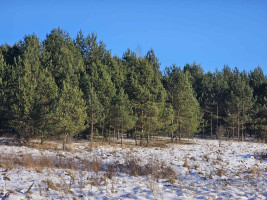 Parduodamas sklypas Ažuprūdžio k., Utenos r. sav., 97.00 a ploto 1