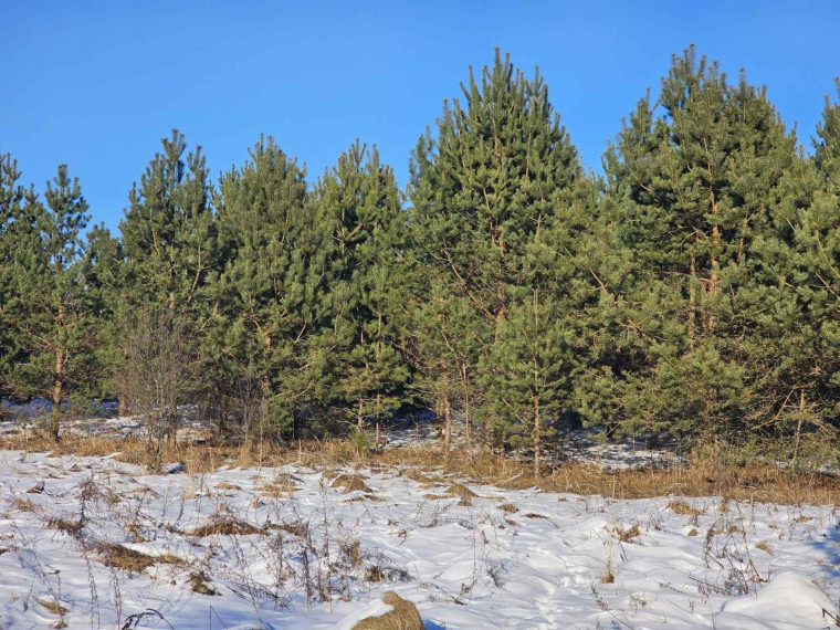 Parduodamas sklypas Ažuprūdžio k., Utenos r. sav., 97.00 a ploto 3
