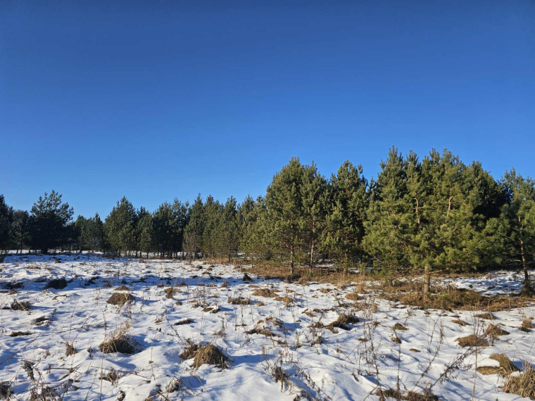 Parduodamas sklypas Ažuprūdžio k., Utenos r. sav., 97.00 a ploto 4