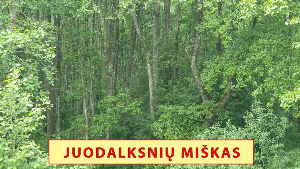 Parduodamas sklypas Varkalabiškių k., Vilniaus r. sav., 78 a ploto 5
