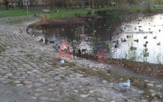Parduodamas butas Taikos pr., Kauno, Klaipėdos m., Klaipėdos m. sav., 44 m² ploto 2 kambariai 17