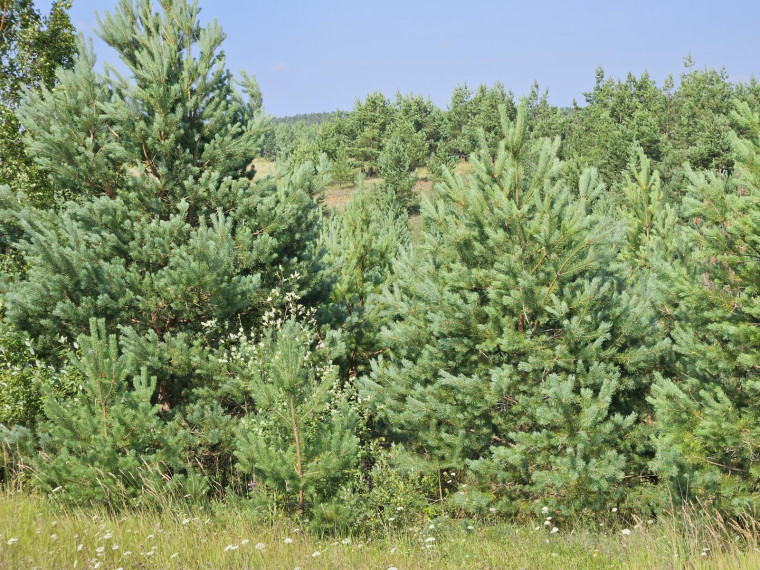 Parduodamas sklypas Slėnio g., Pilialaukio k., Trakų r. sav., 19.21 a ploto 4