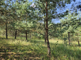 Parduodamas sklypas Slėnio g., Pilialaukio k., Trakų r. sav., 19.21 a ploto 6