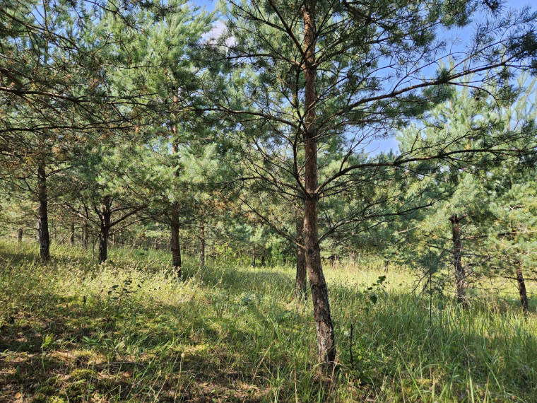 Parduodamas sklypas Slėnio g., Pilialaukio k., Trakų r. sav., 19.21 a ploto 6