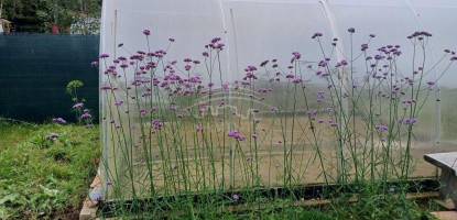 Parduodamas namas Vaitelių k., Klaipėdos r. sav., 30 m2 ploto, 1 aukštai 9
